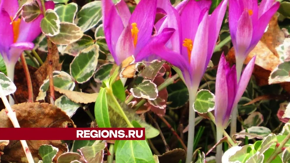 Фото: Андрей Снегерев