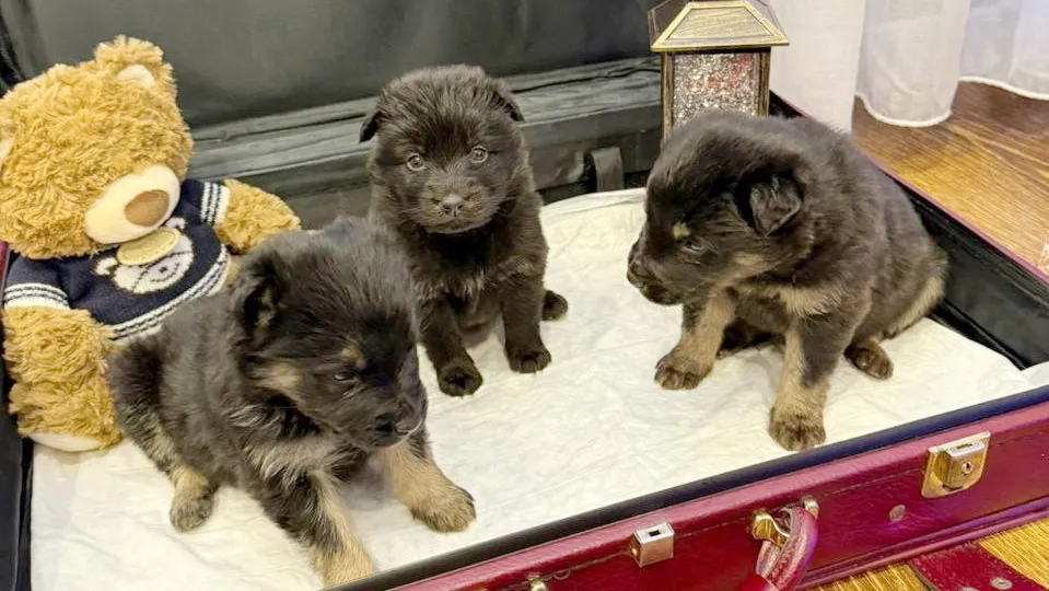 Фото: t.me/livenoginsk