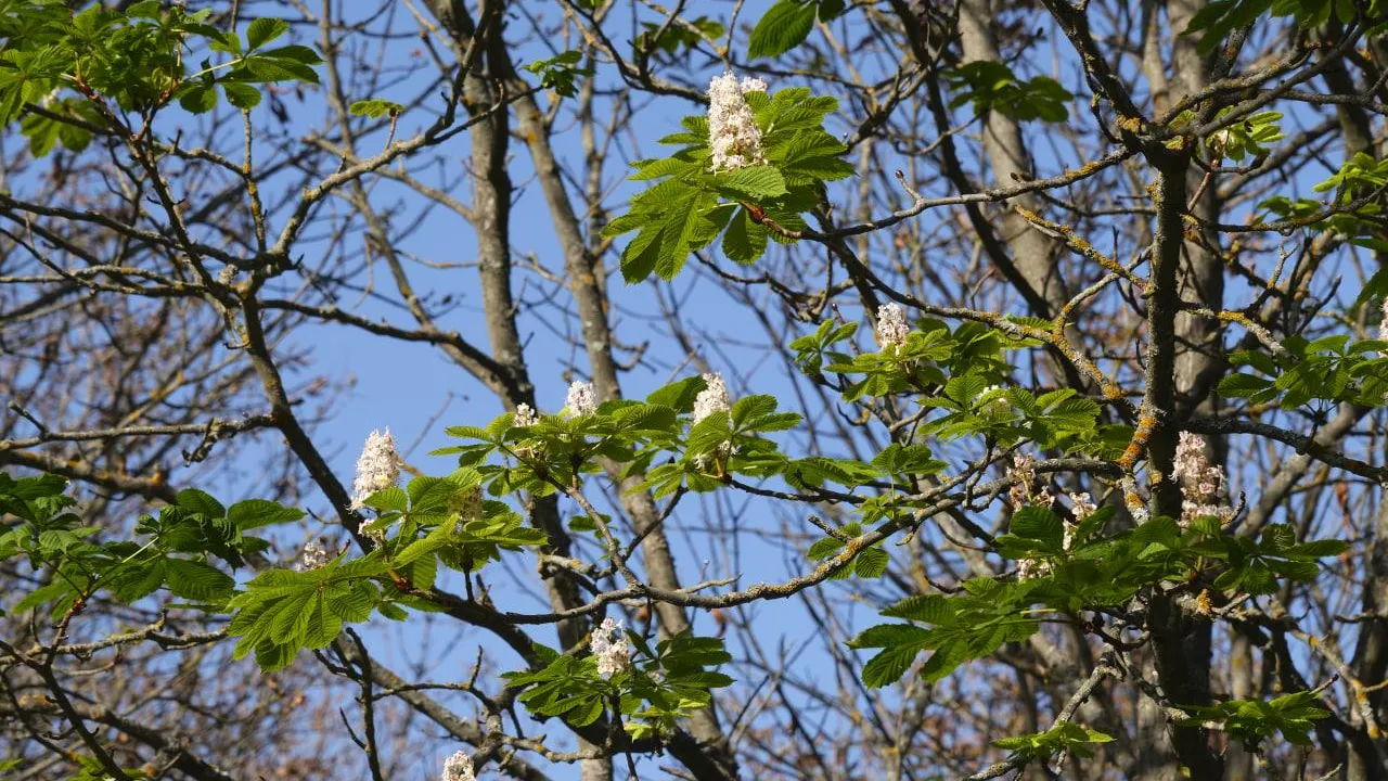 Мария Панина