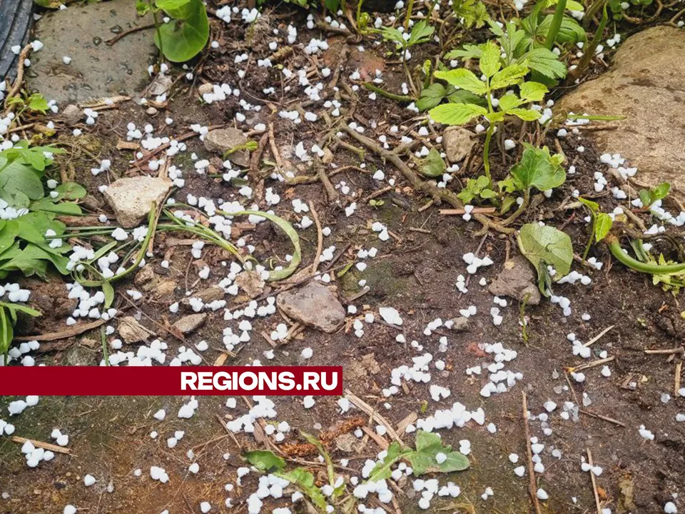 Фото и видео: REGIONS/Ольга Егиян