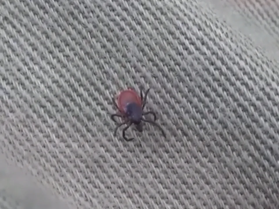 Фото: РамТВ