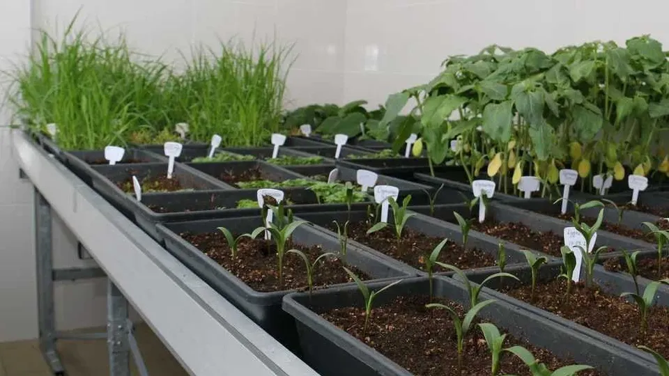 Фото: t.me/avgustchernogolovka