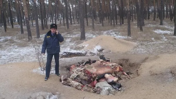 Незаконное захоронение скота обнаружили в Озерском районе