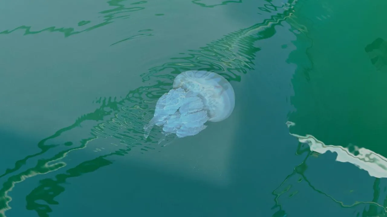 istockphoto.com/Izi18