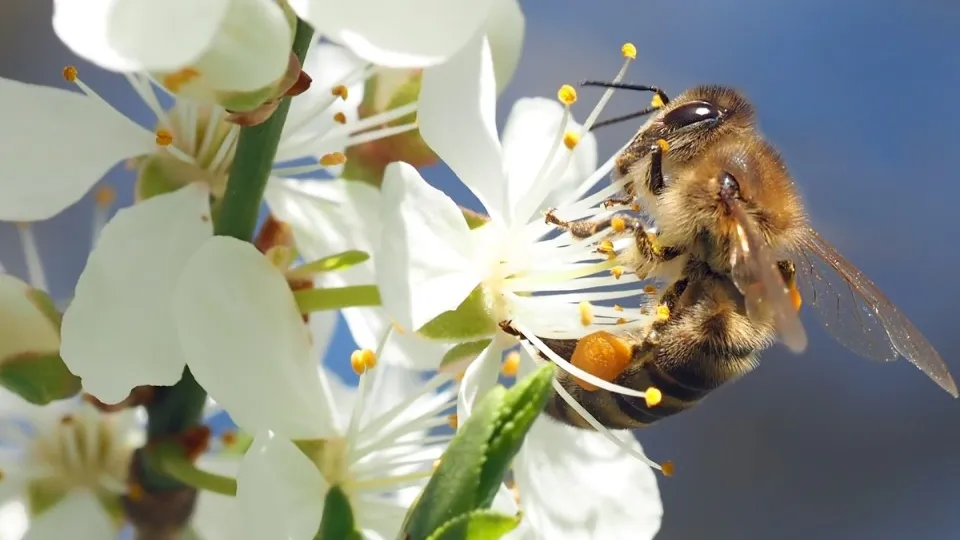 Фото: pxhere.com