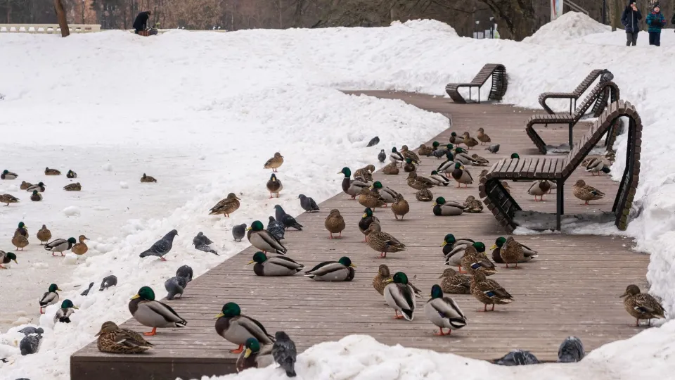 Фото: медиасток.рф