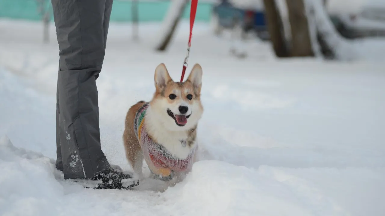 Нина Соколова