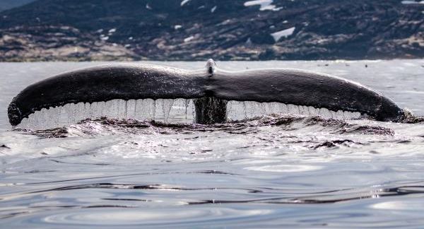 Рыбаков: в Охотском море ученые впервые поставили 5 меток на китов с БПЛА