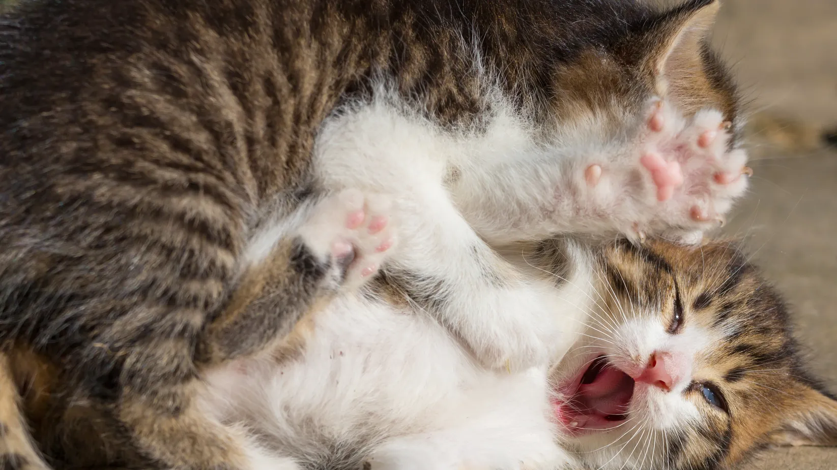 Фото: freepik.com