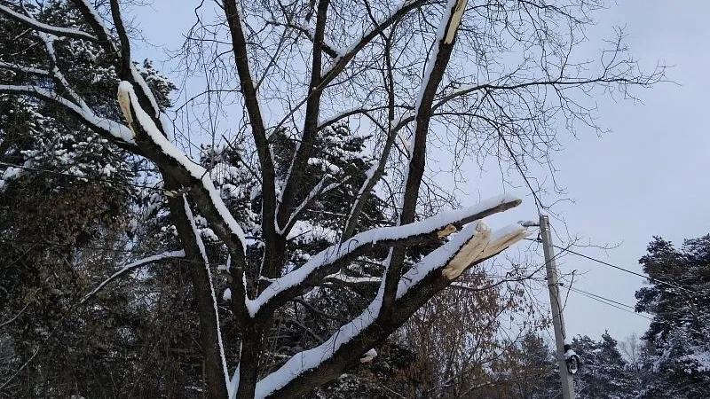 Компания в Королеве незаконно срубила 40 деревьев