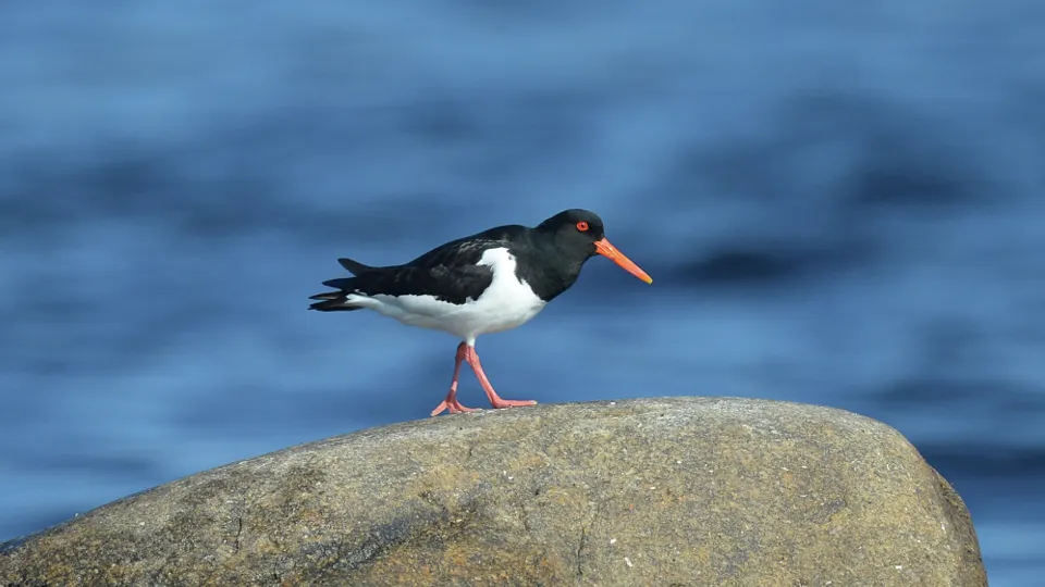 Фото: РИА Новости/Владимир Трефилов
