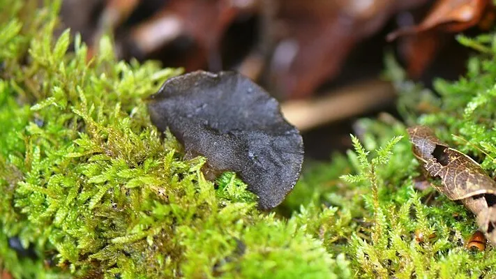 Фото: wikimedia.org / Jean.claude/ CC BY 4.0