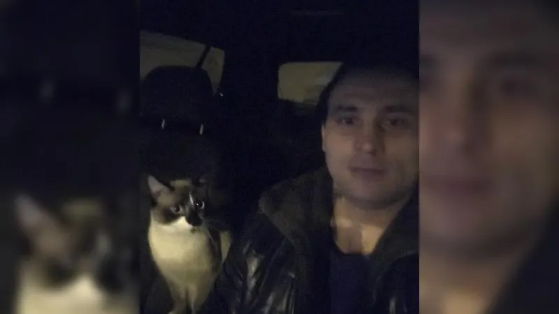 Кот-штурман пропал в Пушкино