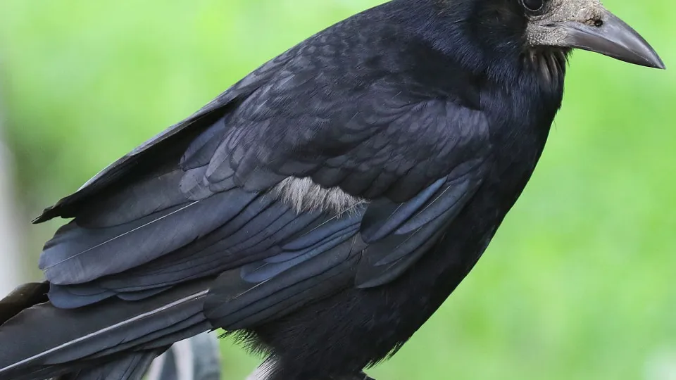 Фото: сommons.wikimedia/Peterwchen