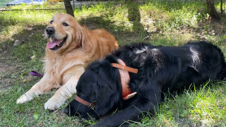 Фото: МедиаБанк Подмосковья/Виктория Фортуна