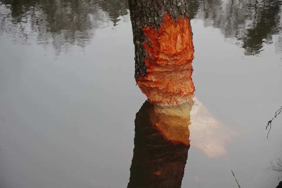 Фото: Приокско-Террасный заповедник/Ольга Калинина