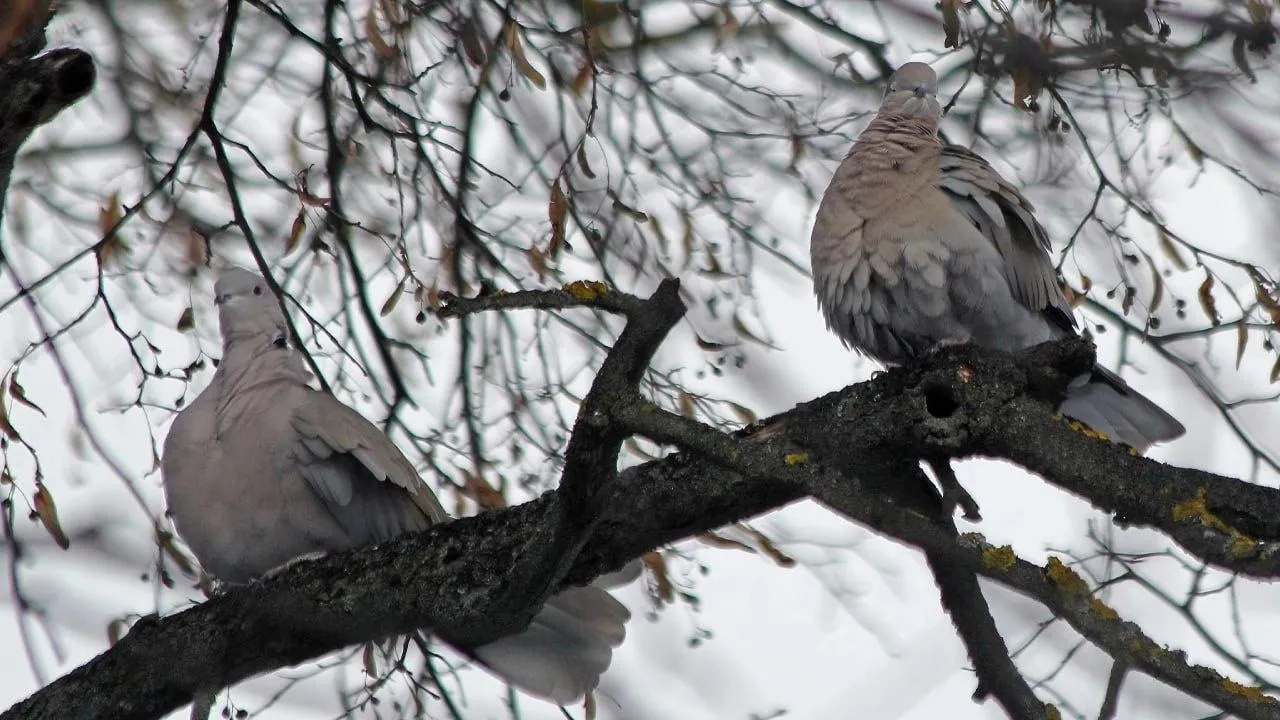 личный архив Константина Кошелева