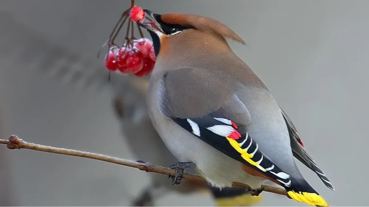 commons.wikimedia/Martin Mecnarowsk