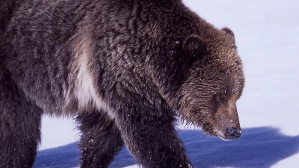 Фото: pxhere.com