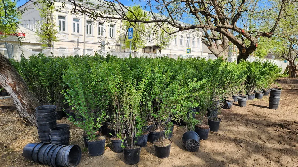 Фото: Ольга Аввакумова