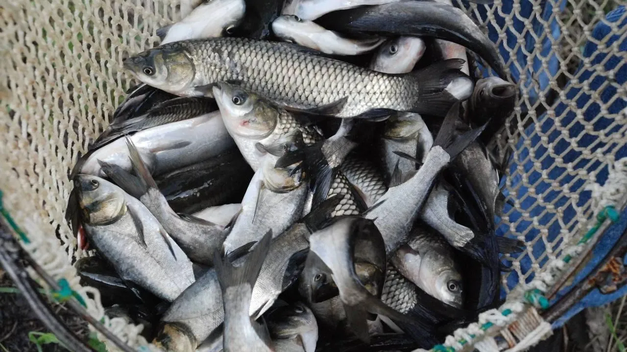 Пресс-служба Минсельхозпрод МО