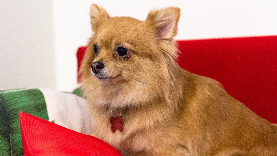 Фото: медиасток.рф