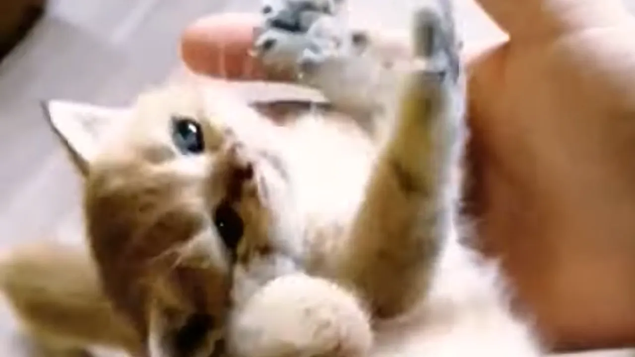 личный архив Софьи Полетаевой