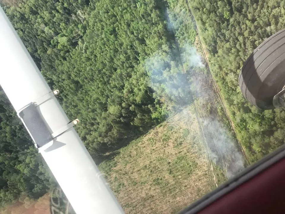 Фото: Комитет лесного хозяйства Московской области