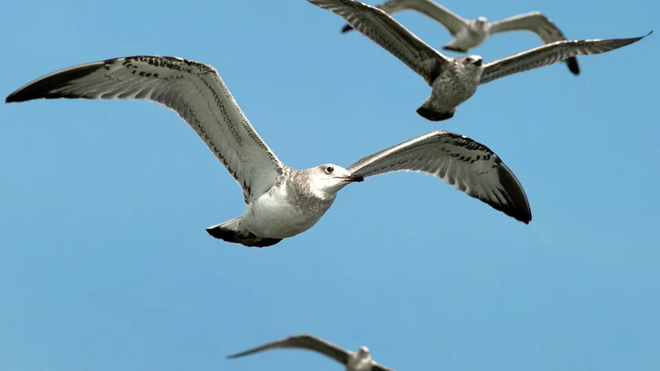 Фото: РИА Новости/Сергей Мальгавко