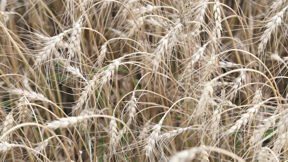 Фото: REGIONS/Александр Дрожжин