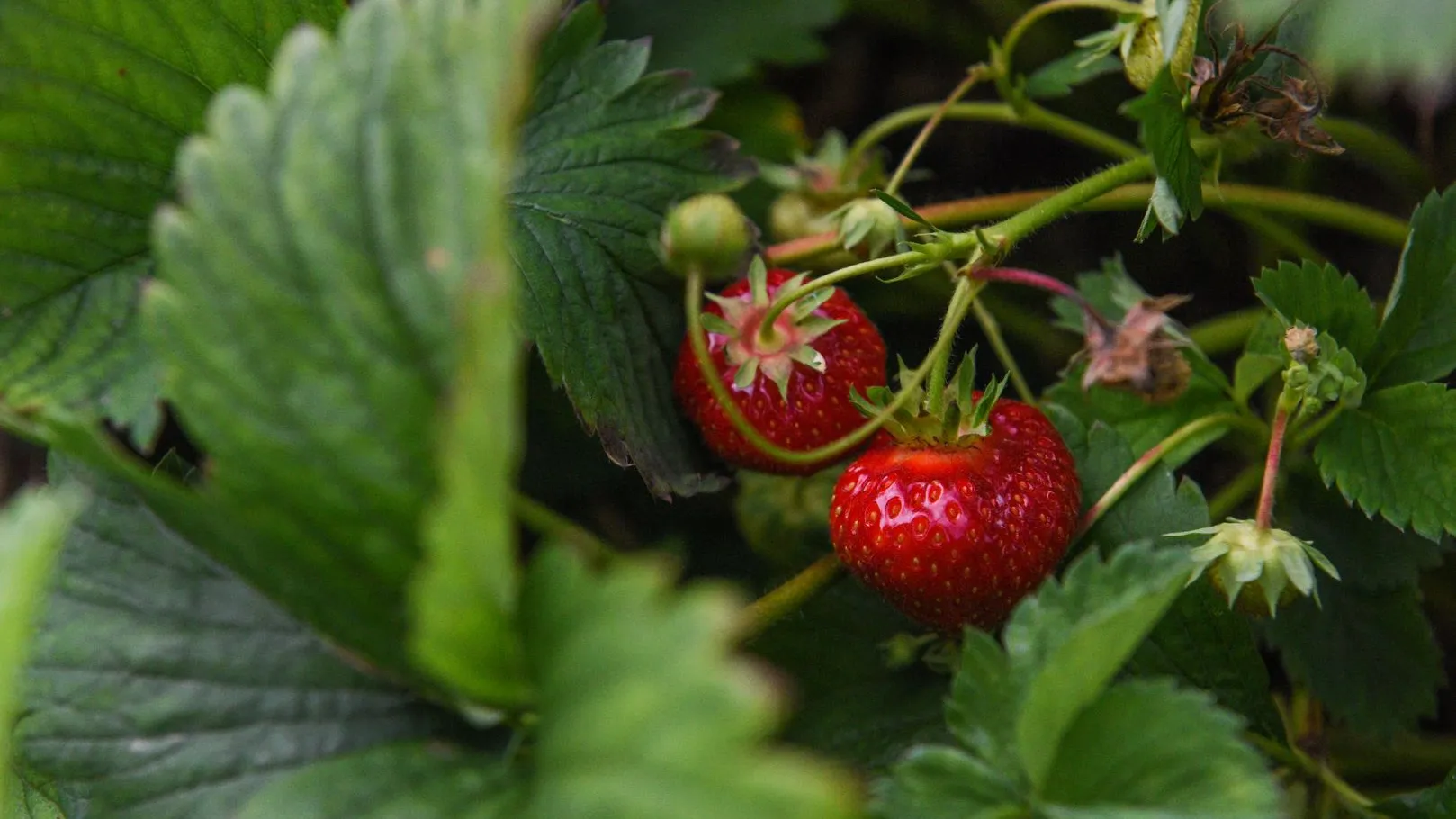 Фото: Медиаархив Подмосковья