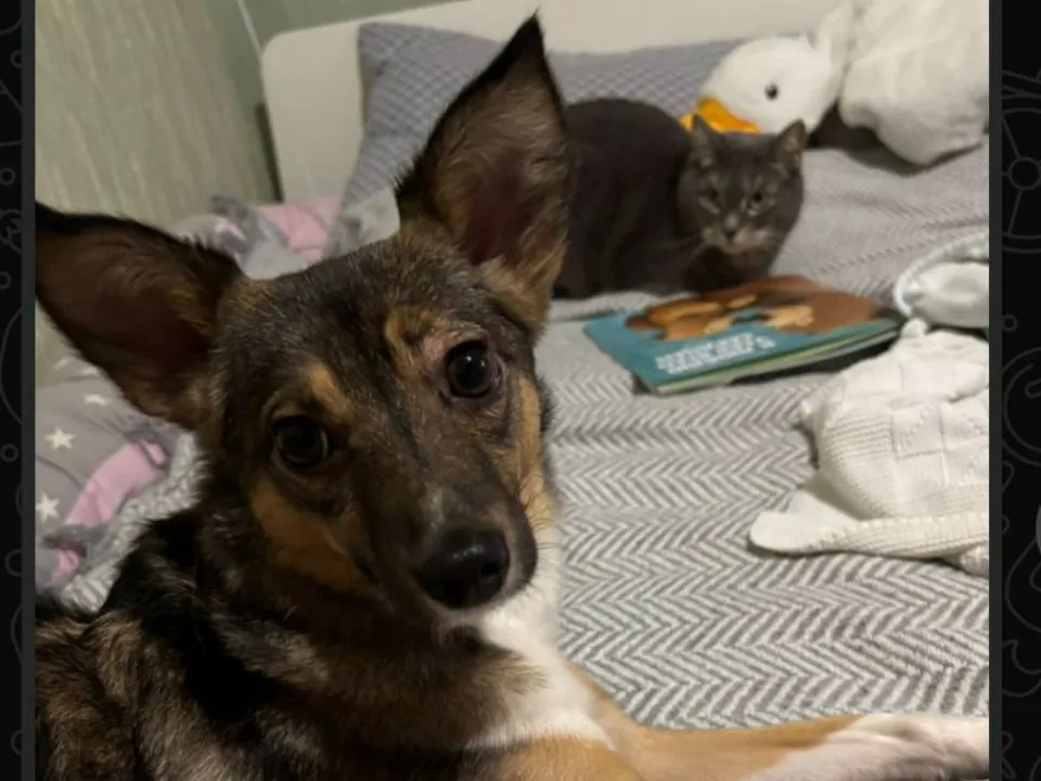 Знакомство Лики с котом. Фото: из личного архива новых хозяев.&nbsp;