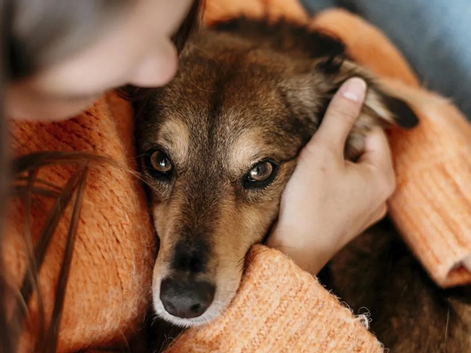 «Будут штрафовать всех поголовно»: выяснились последствия новой инициативы Госдумы
