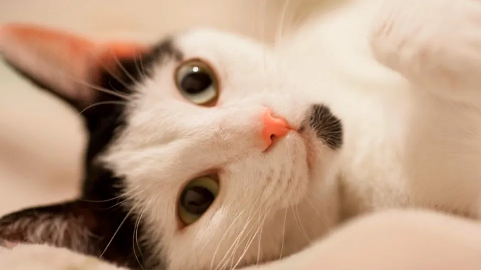 Фото: freepik.com