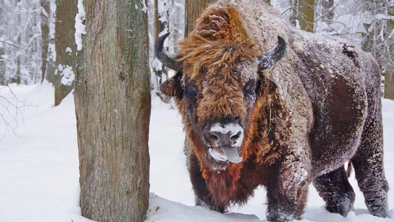 Ольга Калинина