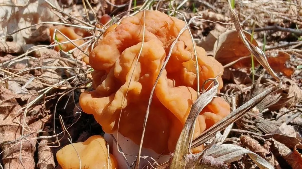 Фото: Константин Кошелев