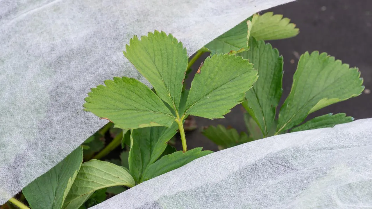 istockphoto.com/Vitalii Petrushenko
