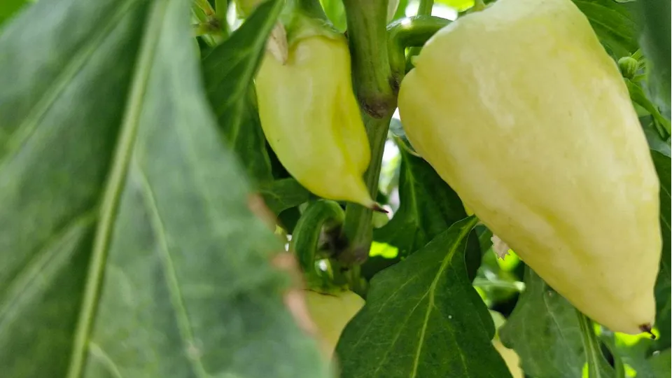 Фото: REGIONS/Наталия Надточая