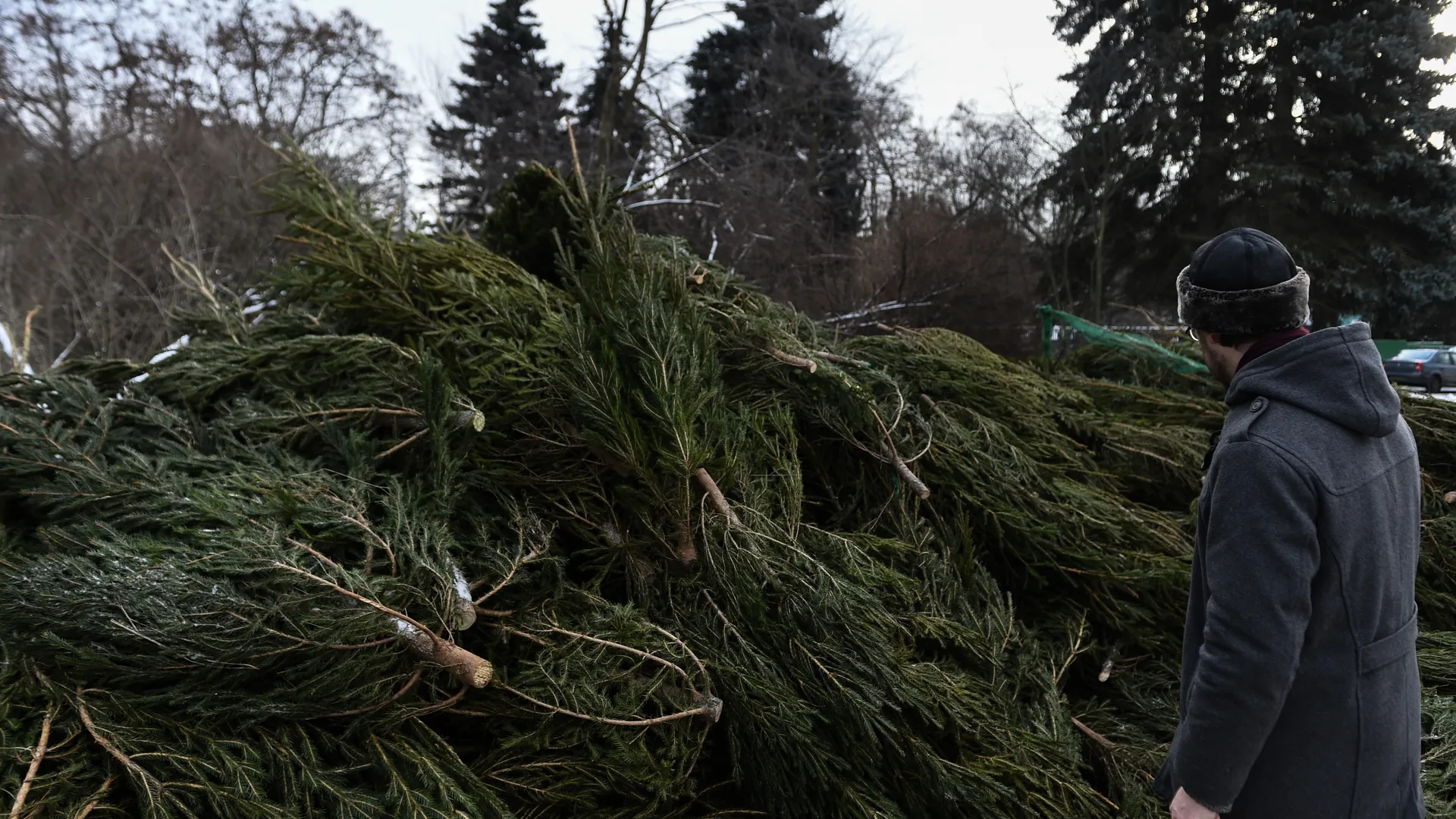 Утилизация елок после Нового года в Москве