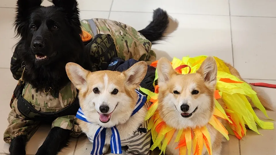 Фото: МедиаБанк Подмосковья/Валерия Тингаева