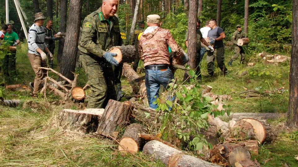 Фото: Комитет лесного хозяйства МО
