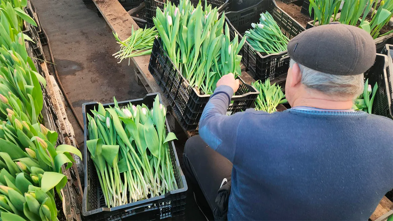 Станислав Орлов