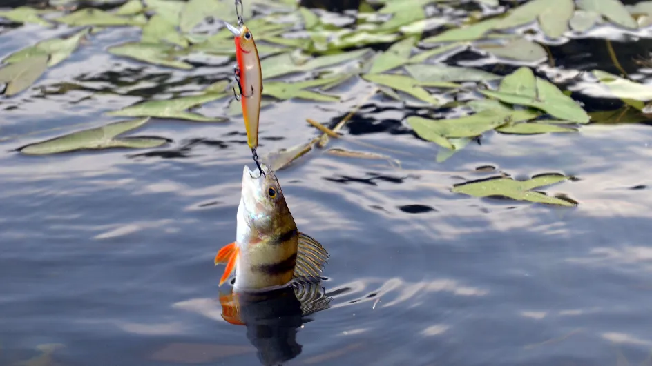 Фото: медиасток.рф