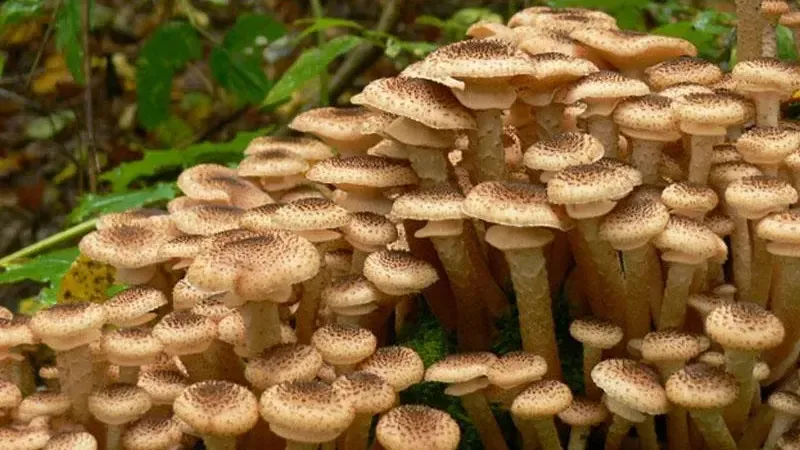 Пресс-служба Комитета лесного хозяйства Московской области