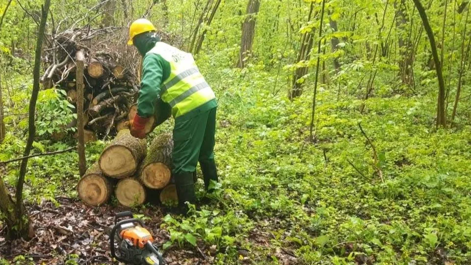 Фото: Комитет лесного хозяйства Московской области