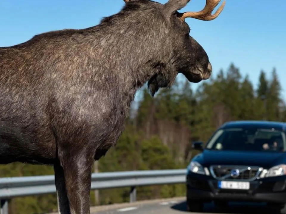 Фото:&nbsp;60.mchs.gov.ru