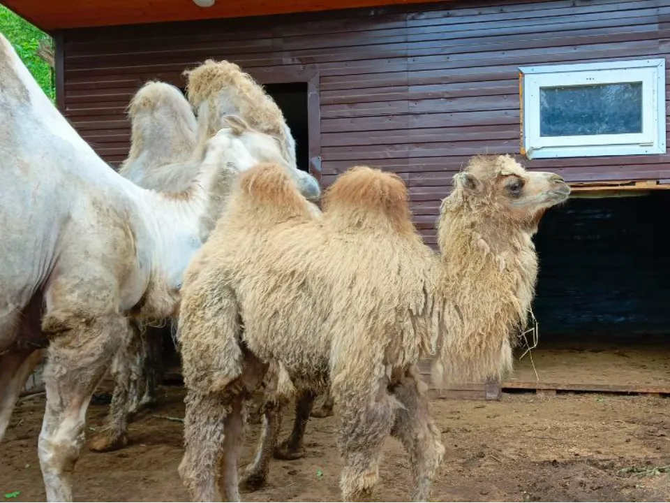 Фото: МедиаБанк Подмосковья/Евгений Рой