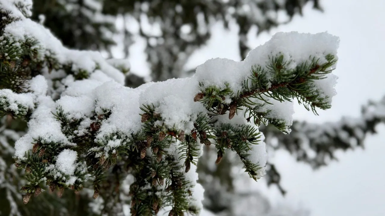 Фото: личный архив Марины Алифановой