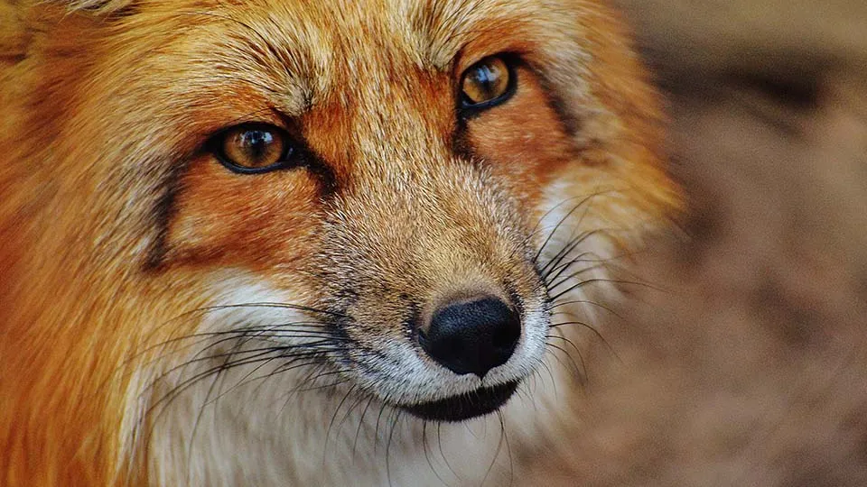 Фото: pxhere.com