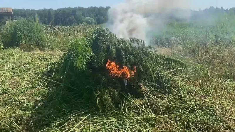 Тридцать килограммов конопли сожгли в Чехове